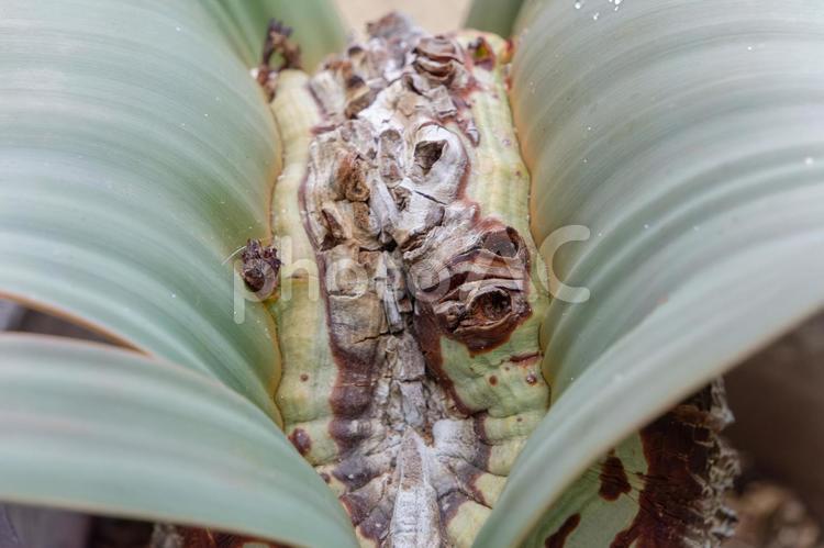 砂漠に生きるウェルウィッチア ウェルウィッチア,奇想天外,多肉植物の写真素材