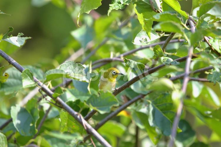 枝で一休みメジロ メジロ,秋,北海道の写真素材