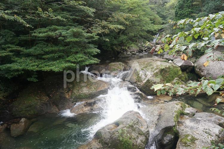 白谷雲水峡 鹿児島県,屋久島,白谷雲水峡の写真素材