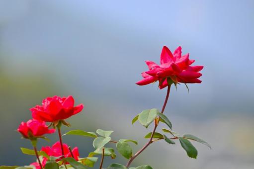 バラ園に咲く美しい秋バラ バラ園に咲く美しい秋バラ 薔薇の花,バラ,花の写真素材