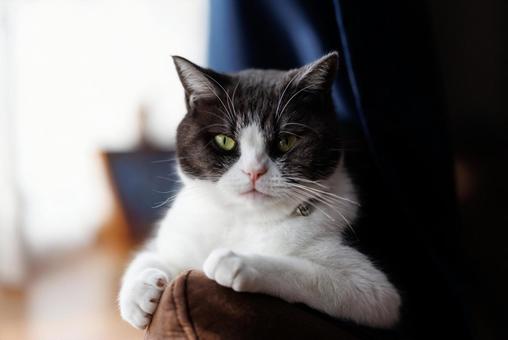 見つめる猫 見つめる猫,猫,ねこの写真素材