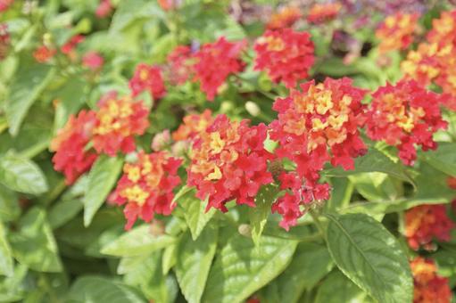 ランタナ11の写真