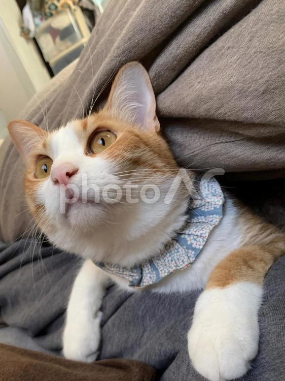 布団の中からの脱出 布団の中からの脱出 ネコ,猫,ねこの写真素材