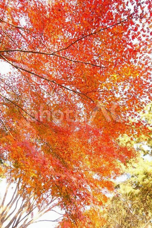 秋の木漏れ日 紅葉,秋,モミジの写真素材