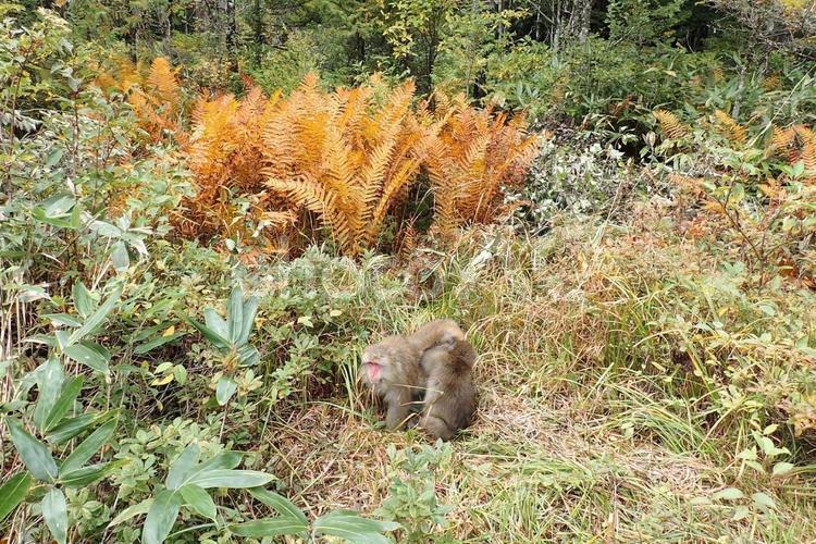 野生のサルの毛づくろい サル,さる,猿の写真素材