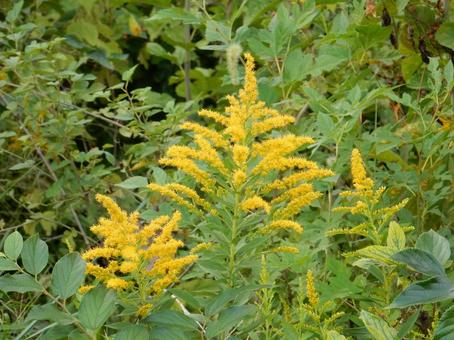 【花の写真】セイタカアワダチソウ セイタカアワダチソウ,背高泡立草,黄色の写真素材