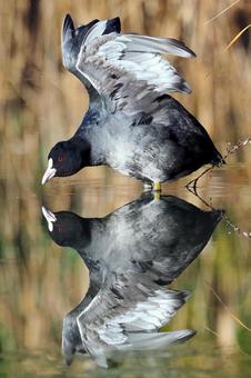 オオバン オオバン オオバン,野鳥,水鳥の写真素材