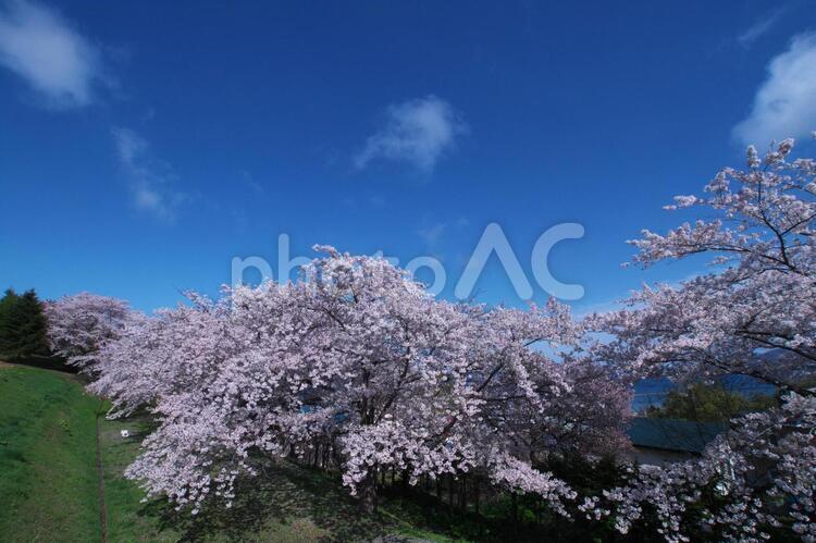 満開に咲き誇る桜並木 桜,花,空の写真素材