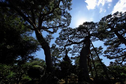 兼六園 兼六園の写真