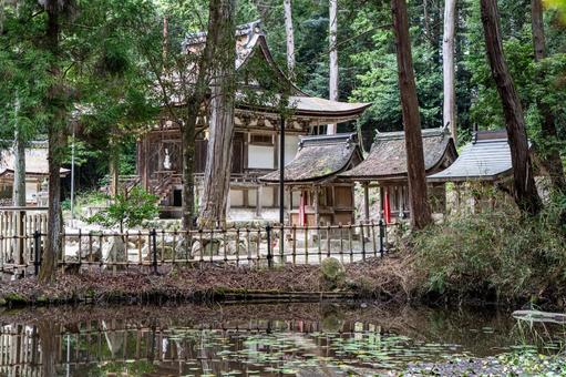 滋賀 大笹原神社 本殿と寄倍の池 滋賀 大笹原神社 本殿と寄倍の池 大笹原神社,大笹原,神社の写真素材