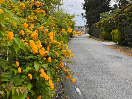 Photo, yamaboki, road, hedge, 