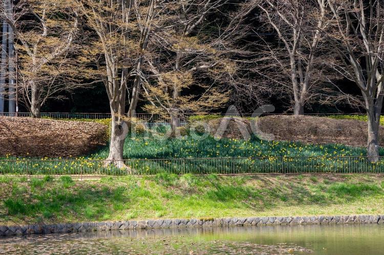 満開の水仙が咲く公園 スイセン,植物,公園の写真素材