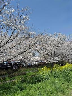 Photo, natural, sakura, cherry blossoms, 