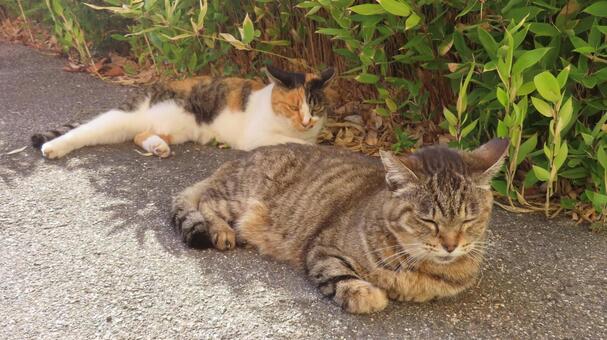 日陰で寛ぐもふもふな三毛猫たち 三毛猫,猫,キジトラの写真素材