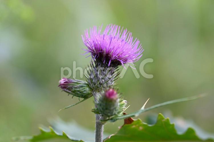 榛名ユウスゲの道で撮ったノアザミの花 自然,夏,クローズアップの写真素材