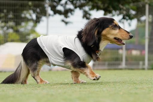 ドッグランを歩くミニチュアダックス ドッグランを歩くミニチュアダックス 犬,ミニチュアダックス,ダックスフンドの写真素材