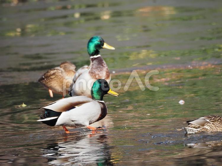 氷の上を歩くマガモ マガモ,鳥,羽ばたくの写真素材
