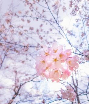 一束のアップの桜の写真