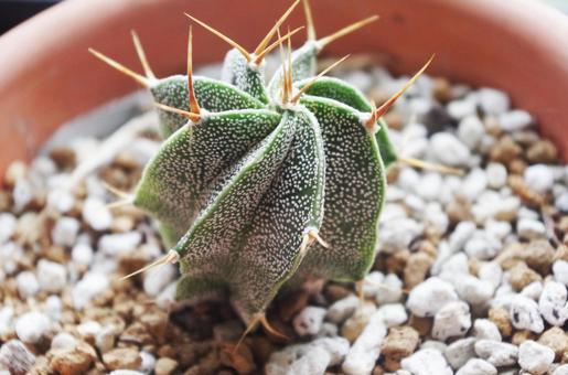 サボテン（品種：般若） サボテン,アストロフィツム,多肉植物の写真素材