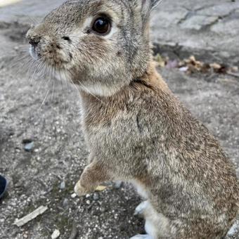 rabbit, JPG