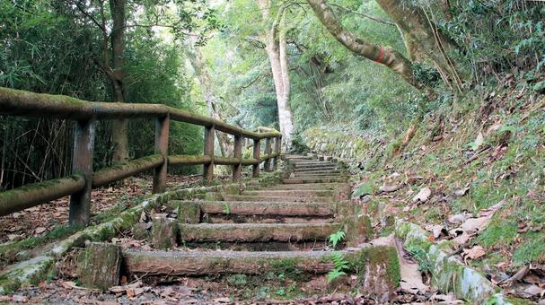 恩賜箱根公園内急こう配の遊歩道 恩賜箱根公園内急こう配の遊歩道の写真