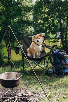 森の中で休む犬 犬,チェア,お座りの写真素材