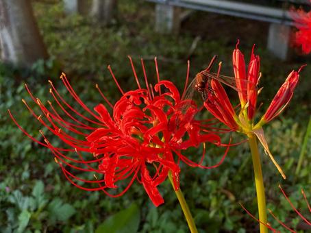 Cluster amaryllis and red dragonflies, JPG Cluster amaryllis and red dragonflies, JPG