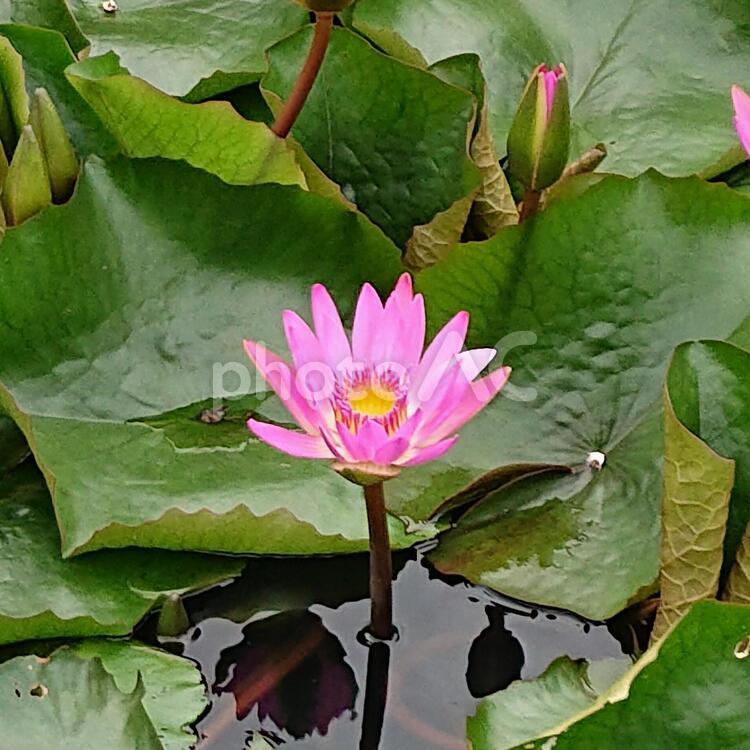 梅雨の合間の蓮の花 蓮の花,蓮,はすの写真素材