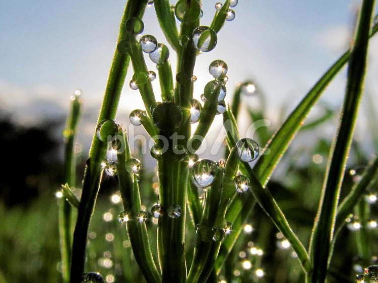 水滴とスギナと朝日Water drops 水滴,すいてき,waterの写真素材