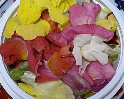 エディブルフラワー エディブルフラワー エディブルフラワー,食用花,食べる花の写真素材