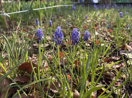 春の花壇　紫のムスカリの花の写真