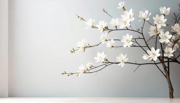 白い花の背景 白い花の背景の写真