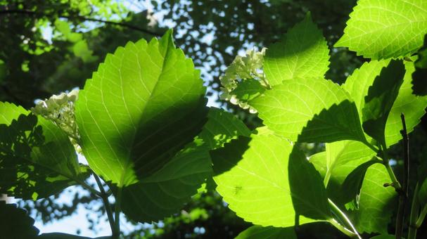 Photo, hydrangea, flower, beautiful, 