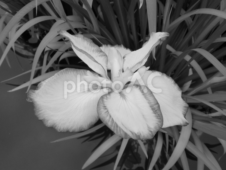 モノクロ写真の花菖蒲 ハナショウブ,アヤメ科,ハナアヤメの写真素材