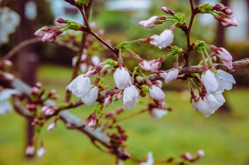 ソメイヨシノ桜ー12 ソメイヨシノ桜ー12の写真