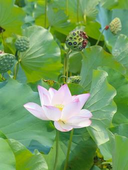 蓮(ハス) 蓮(ハス) 蓮,ハス,大輪の写真素材