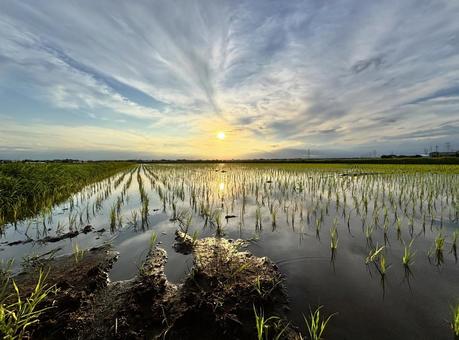Sunset reflected in rice fields 1, JPG Sunset reflected in rice fields 1, JPG