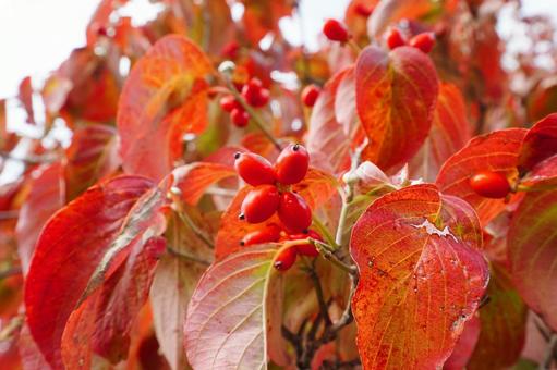 紅葉したハナミズキ4 ハナミズキ,花水木,アメリカヤマボウシの写真素材