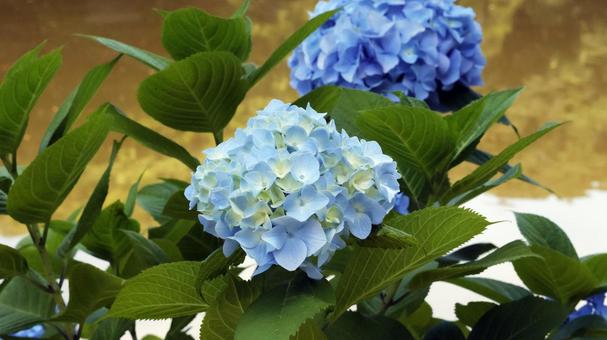 Hydrangea, JPG