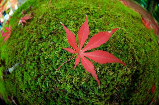 一枚の紅葉 一枚の紅葉の写真