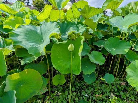 Photo, lotus flower, lotus, flower, 