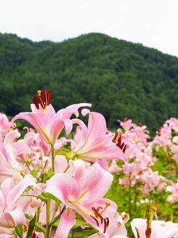 ピンクのユリと山の風景 ピンクのユリと山の風景の写真