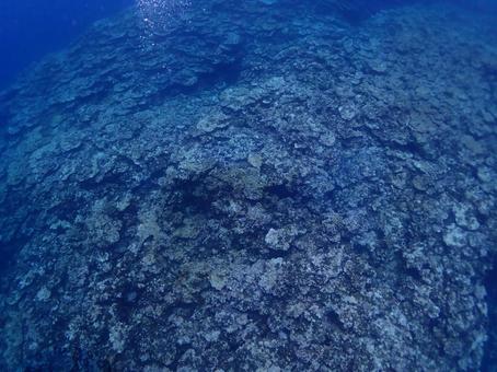 敷き詰められた珊瑚絨毯・石垣島海底 敷き詰められた珊瑚絨毯・石垣島海底の写真