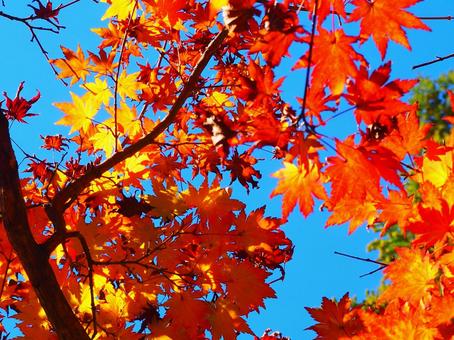 秋の紅葉の写真