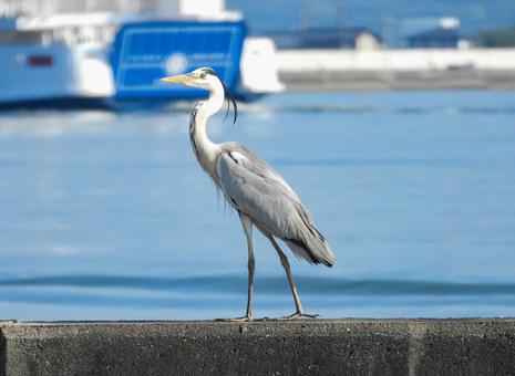 堤防の上に立つアオサギ アオサギ,鳥類,動物の写真素材