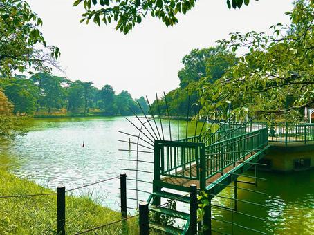 大宮公園の池の写真素材2 大宮公園の池の写真素材2の写真