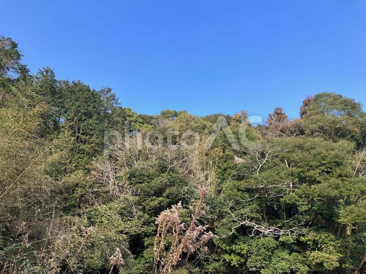 冬の青空と山林 森林,木々,青空の写真素材