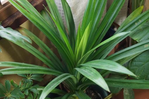 観葉植物のニオイタコノキ 観葉植物のニオイタコノキ 観葉,植物,ニオイタコノキの写真素材
