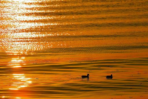 朝焼けの金色の海に鴨が戯れる-6 朝焼けの金色の海に鴨が戯れる-6の写真