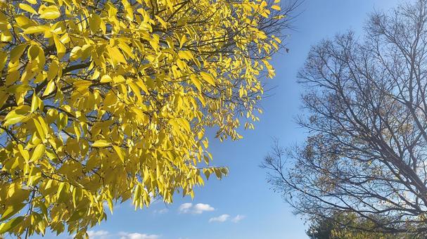 良い色 紅葉,木,黄色の写真素材